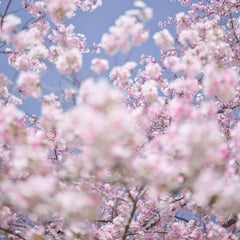 David Burdeny - Sakura 9, Kyoto, Japan, Photography 2019, Printed After