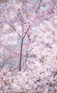 David Burdeny - Sakura and Sky 1, Kyoto, Japan, Photography 2019, Printed After