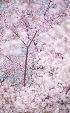 David Burdeny - Sakura y cielo 1, Kioto, Japón, Fotografía 2019, Impreso después de