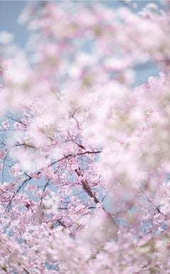 David Burdeny - Sakura y cielo 2, Kioto, Japón, Fotografía 2019, Impreso después de