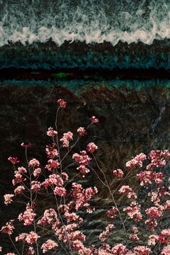 David Burdeny - Sakura and Stream, Kyoto, Photography 2019, Printed After