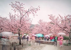 David Burdeny – Sakura und Regenschirme, Kyoto, Japan, 2019, gedruckt nach