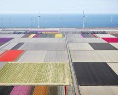 David Burdeny - Tulipanes y turbinas 02, Noordoostpolder, 2016, Impresión posterior