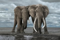 David Burdeny - Two Elephants Drinking, Amboseli, Kenya, 2019, Printed After