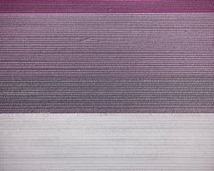 David Burdeny - (Veld 1) Tulips 07, Noordoostpolder, 2016, Imprimé d'après