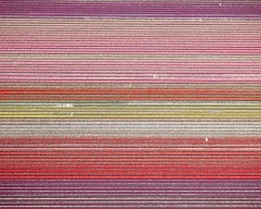 David Burdeny - (Veld 11) Tulips 11, Noordoostpolder, 2016, Printed After