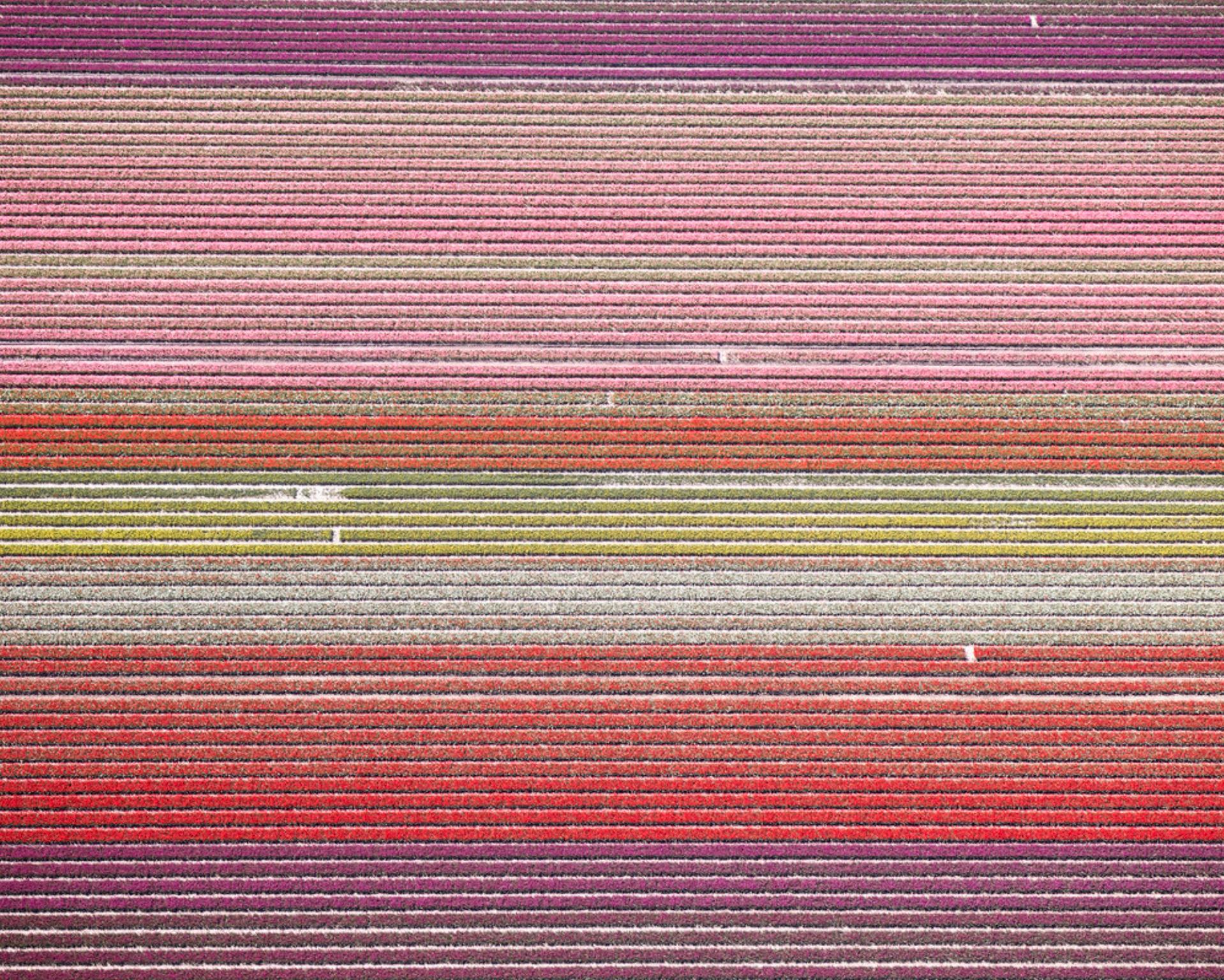 David Burdeny - (Veld 11) Tulips 11, Noordoostpolder, 2016, Printed After