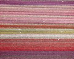 David Burdeny - (Veld 11) Tulips 11, Noordoostpolder, 2016, Imprimé d'après