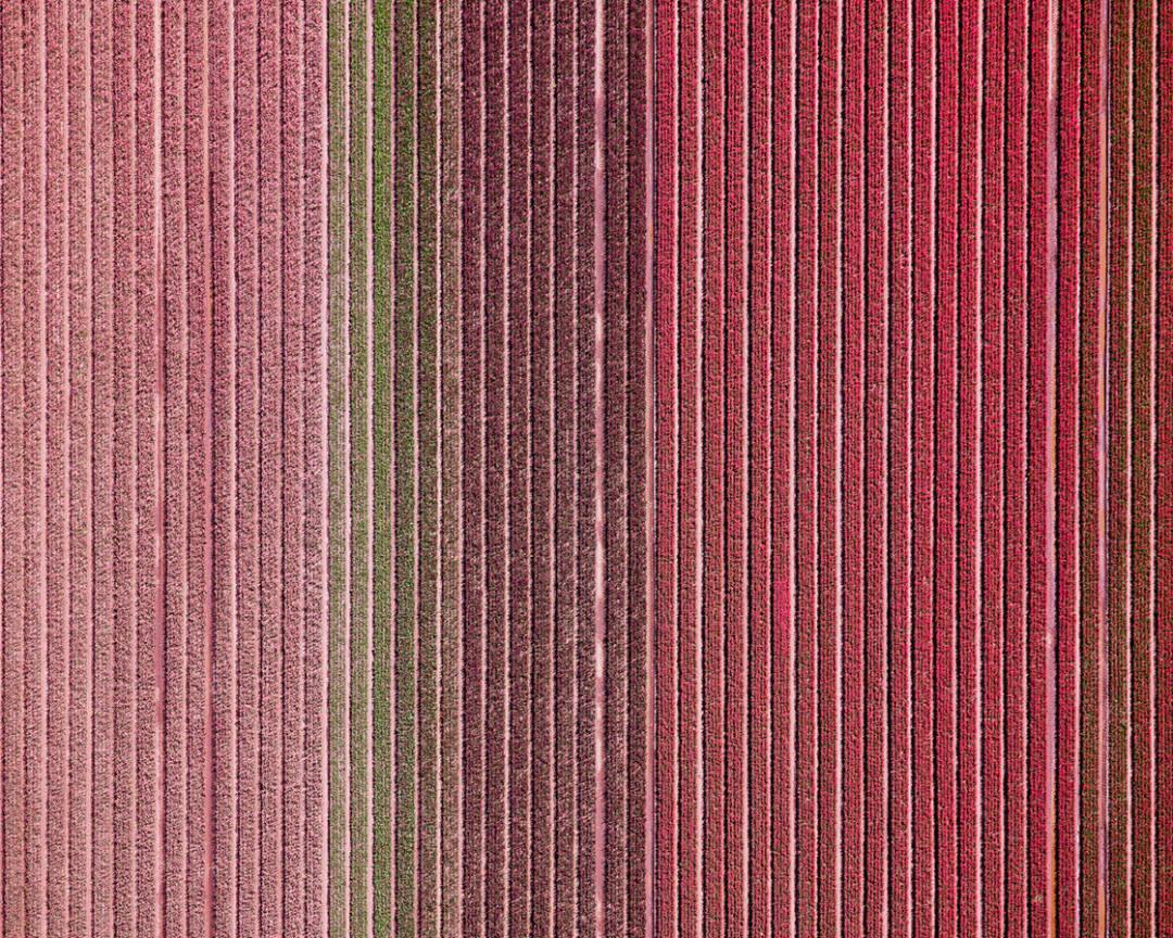 David Burdeny - Veld 12, Noordoostpolder, Flevoland, 2016, Impreso después de