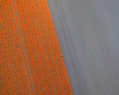 David Burdeny - Veld 16, Noordoostpolder, Flevoland, 2016, Printed After