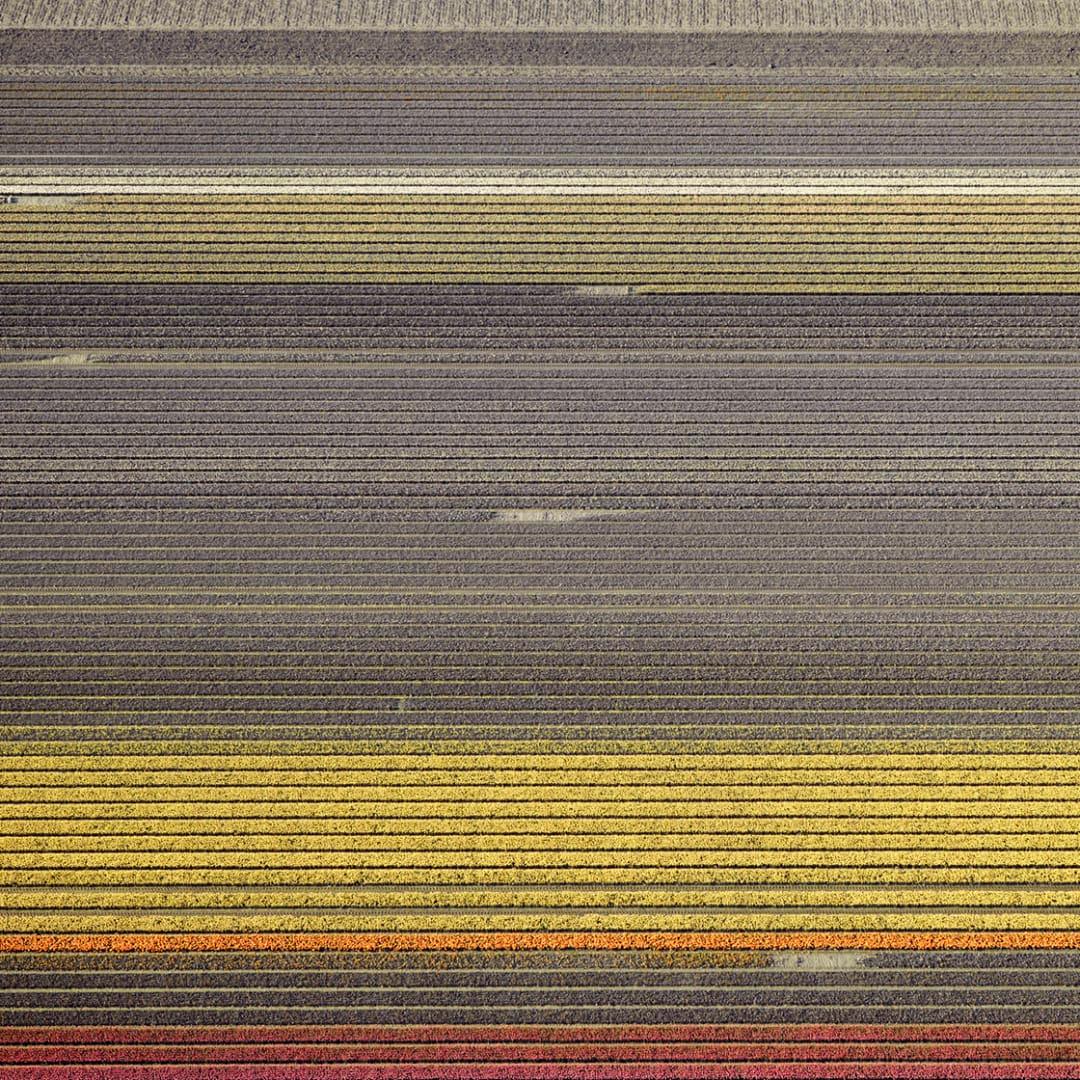 David Burdeny - Veld 17, Noordoostpolder, Flevoland, 2016, Impreso después de
