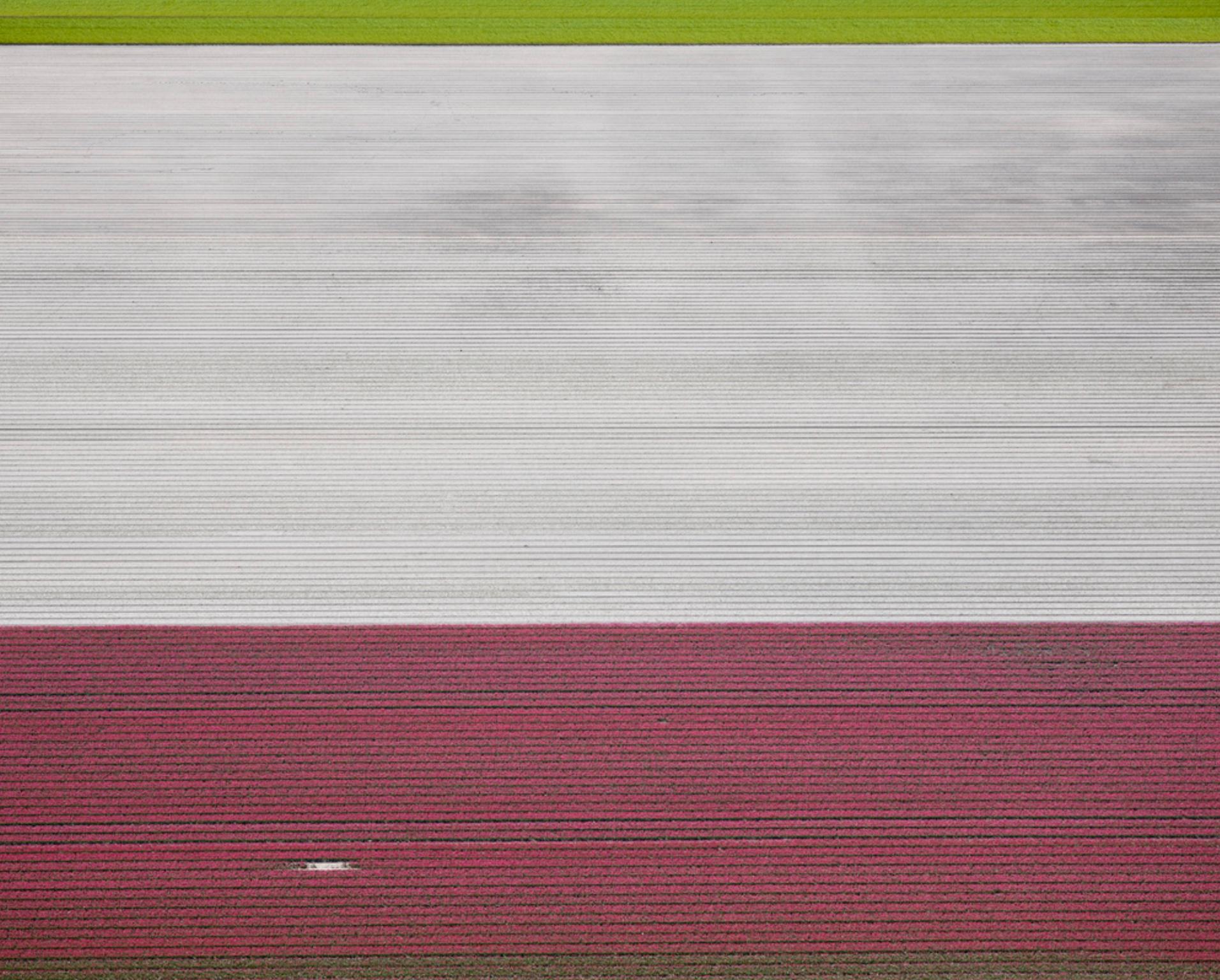 David Burdeny - (Veld 2) Tulipanes 05, Noordoostpolder, 2016, Impresión posterior