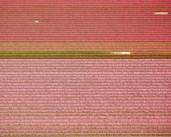 David Burdeny - (Veld 4) Tulipanes 04, Noordoostpolder, 2016, Impresión posterior