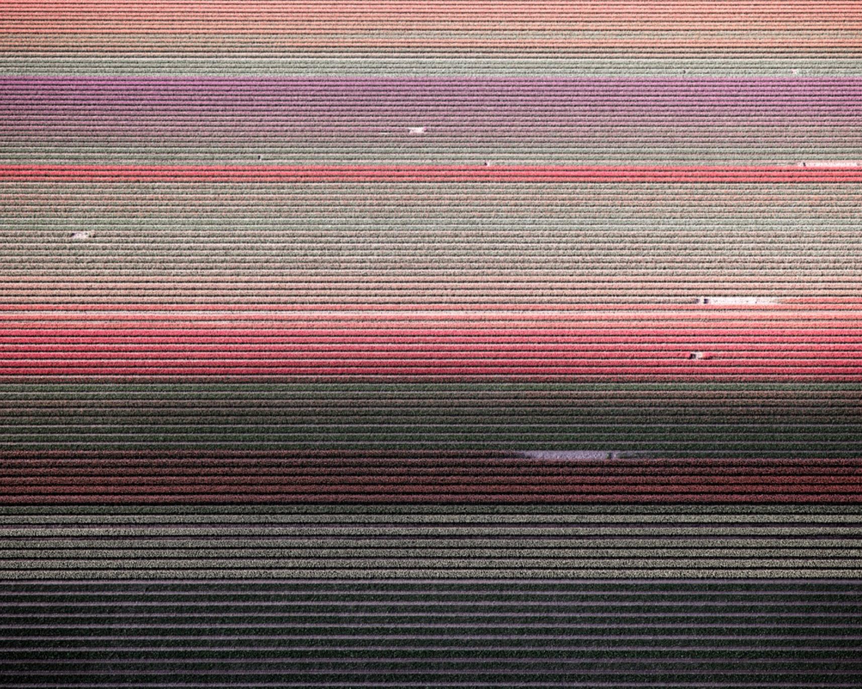 David Burdeny - (Veld 5) Tulipanes 01, Noordoostpolder, 2016, Impresión posterior