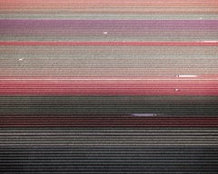 David Burdeny - (Veld 5) Tulips 01, Noordoostpolder, Pays-Bas, Imprimé d'après