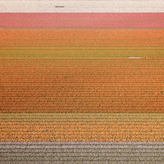 David Burdeny - (Veld 6) Tulips 03, Noordoostpolder, 2016, Imprimé d'après