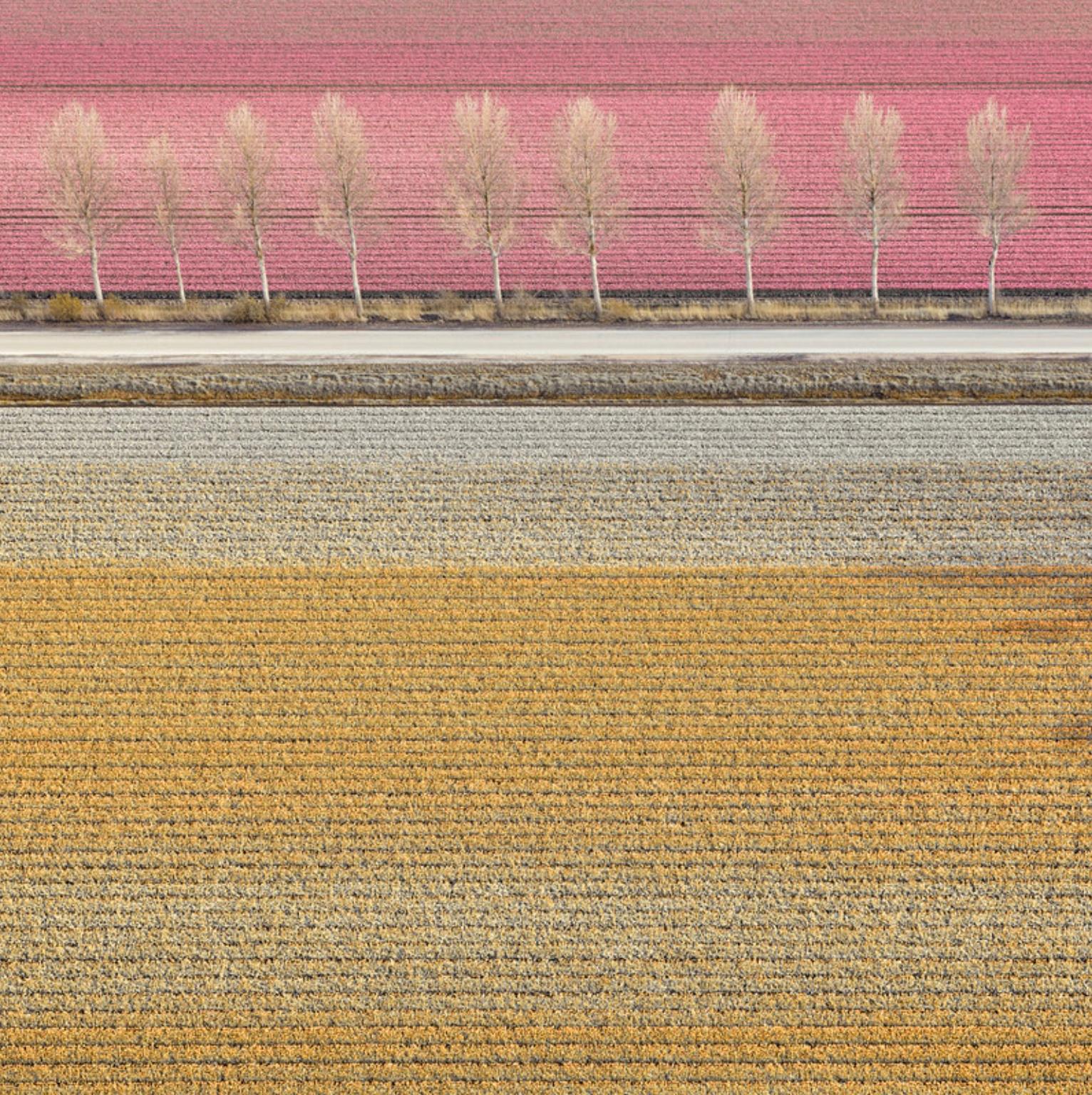 David Burdeny - (Veld 7) Tulipanes 02, Noordoostpolder, 2016, Impresión posterior