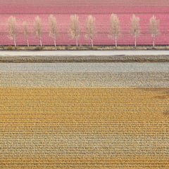 David Burdeny - (Veld 7) Tulips 02, Noordoostpolder, 2016, Printed After
