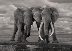 David Burdeny - Elefante madre joven, Amboseli, Kenia, 2018, Impresión posterior