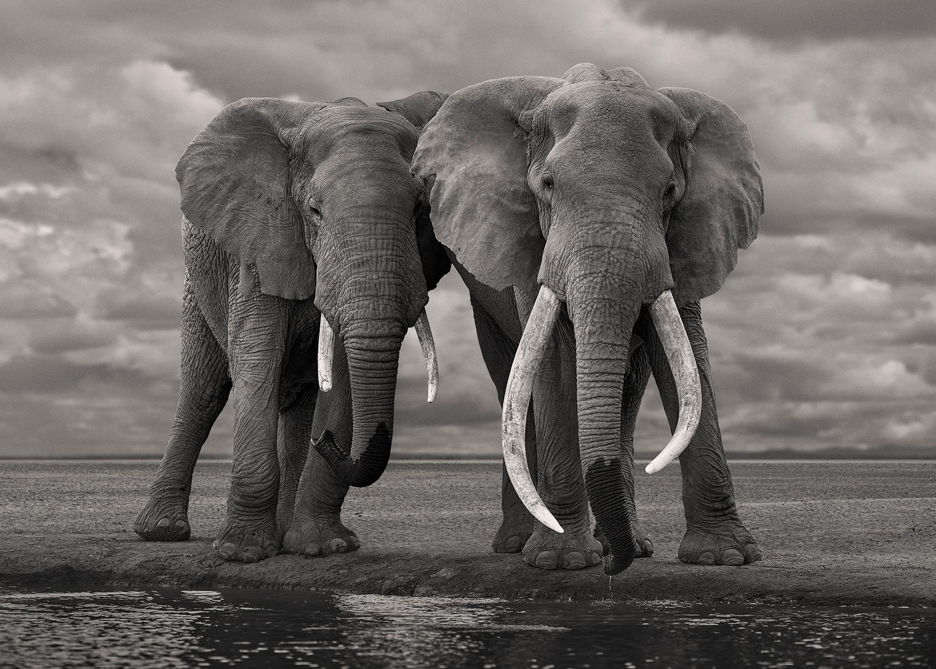 David Burdeny - Giovane madre elefante, Amboseli, Kenya, 2018, Stampato Dopo