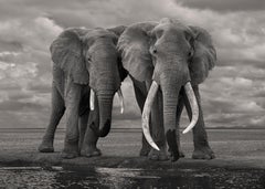 David Burdeny - Jeune Mère Éléphant, Amboseli, Kenya, 2018, Imprimé d'après