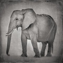 David Burdeny - Elefante madre joven (placa húmeda), Amboseli, 2018, Impresión posterior