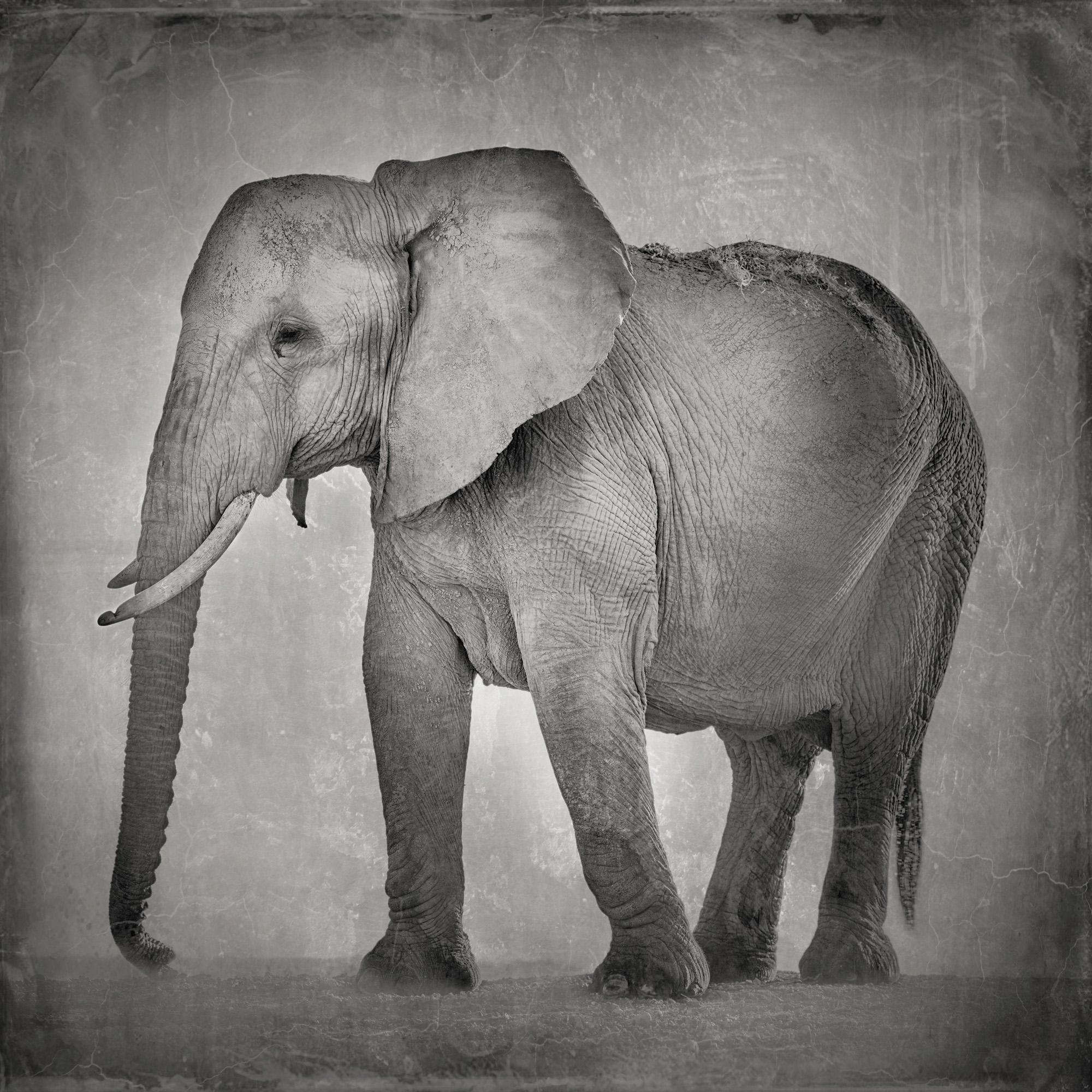 David Burdeny - Giovane madre elefante (lastra umida), Amboseli, 2018, Stampato Dopo
