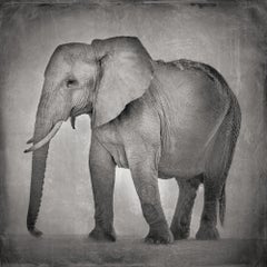 David Burdeny - Jeune mère éléphant (plaque chauffée), Amboseli, 2018, Imprimé d'après