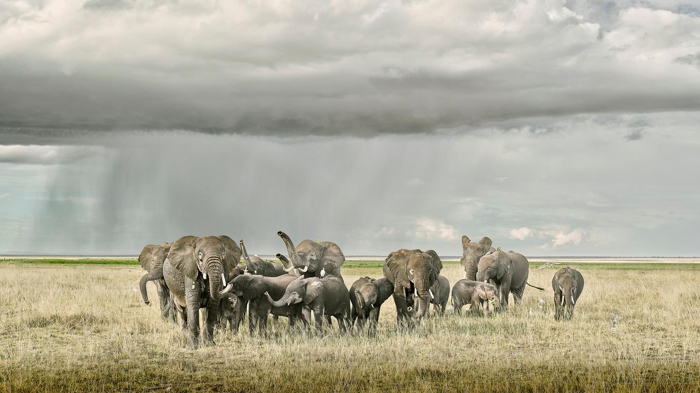 David Burdeny Color Photograph - Elephant Day Care, Amboseli, Kenya, Africa