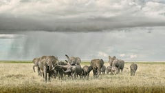 Elephant Day Care, Amboseli, Kenya, Africa