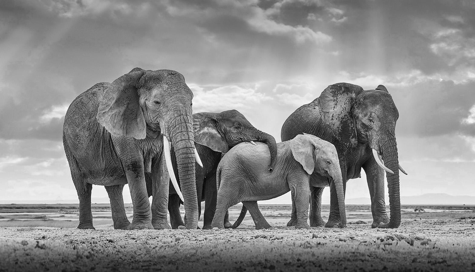 Elephant Family, Maasai Mara, Amboseli, Kenya (12” x 20”)