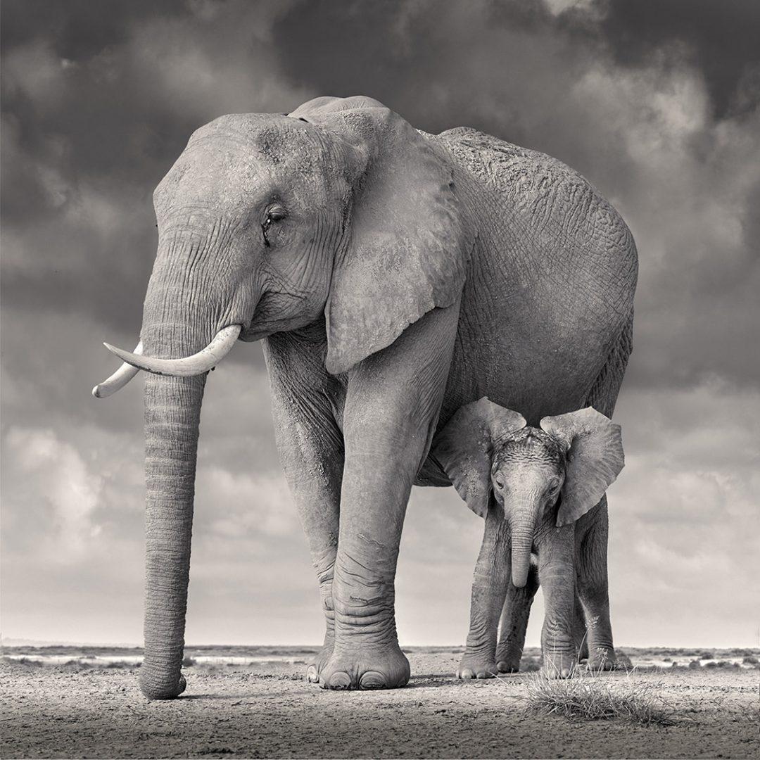 David Burdeny Landscape Photograph - Elephant Mother and Calf, Amboseli, Africa, Wildlife