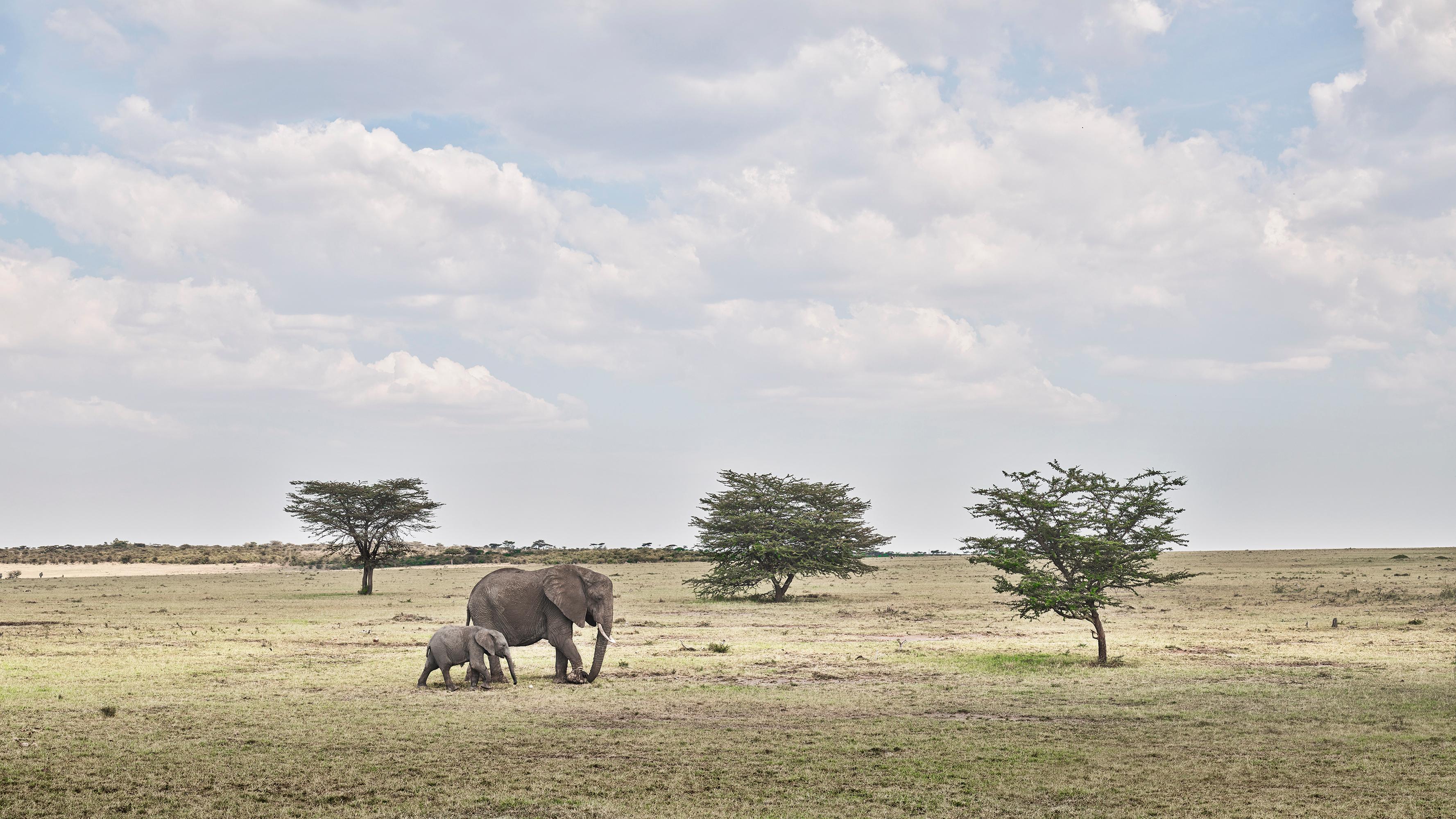 David Burdeny Landscape Photograph - Elephant Mother and Calf, Maasai Mara, Kenya