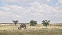 Elfenbeinfarbene Elefantenmutter und Kalb, Maasai Mara, Kenya