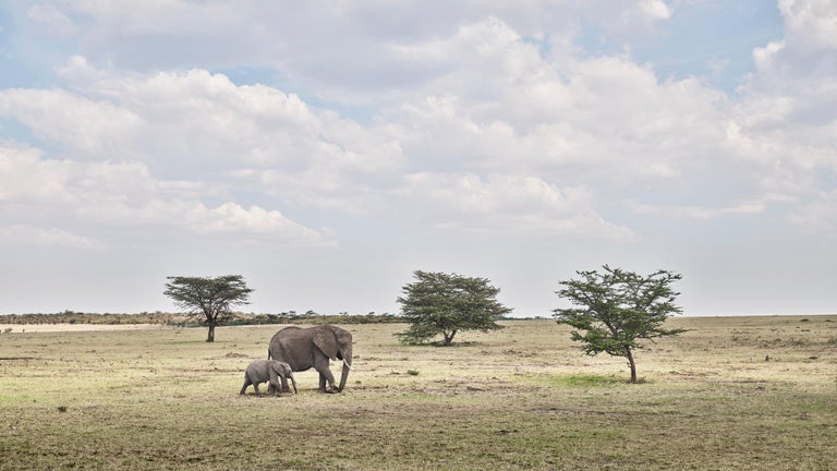 David Burdeny Landscape Photograph – Elfenbeinfarbene Elefantenmutter und Kalb, Maasai Mara, Kenya
