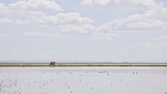 Elephant on the Horizon, Amboseli, Kenya, Africa