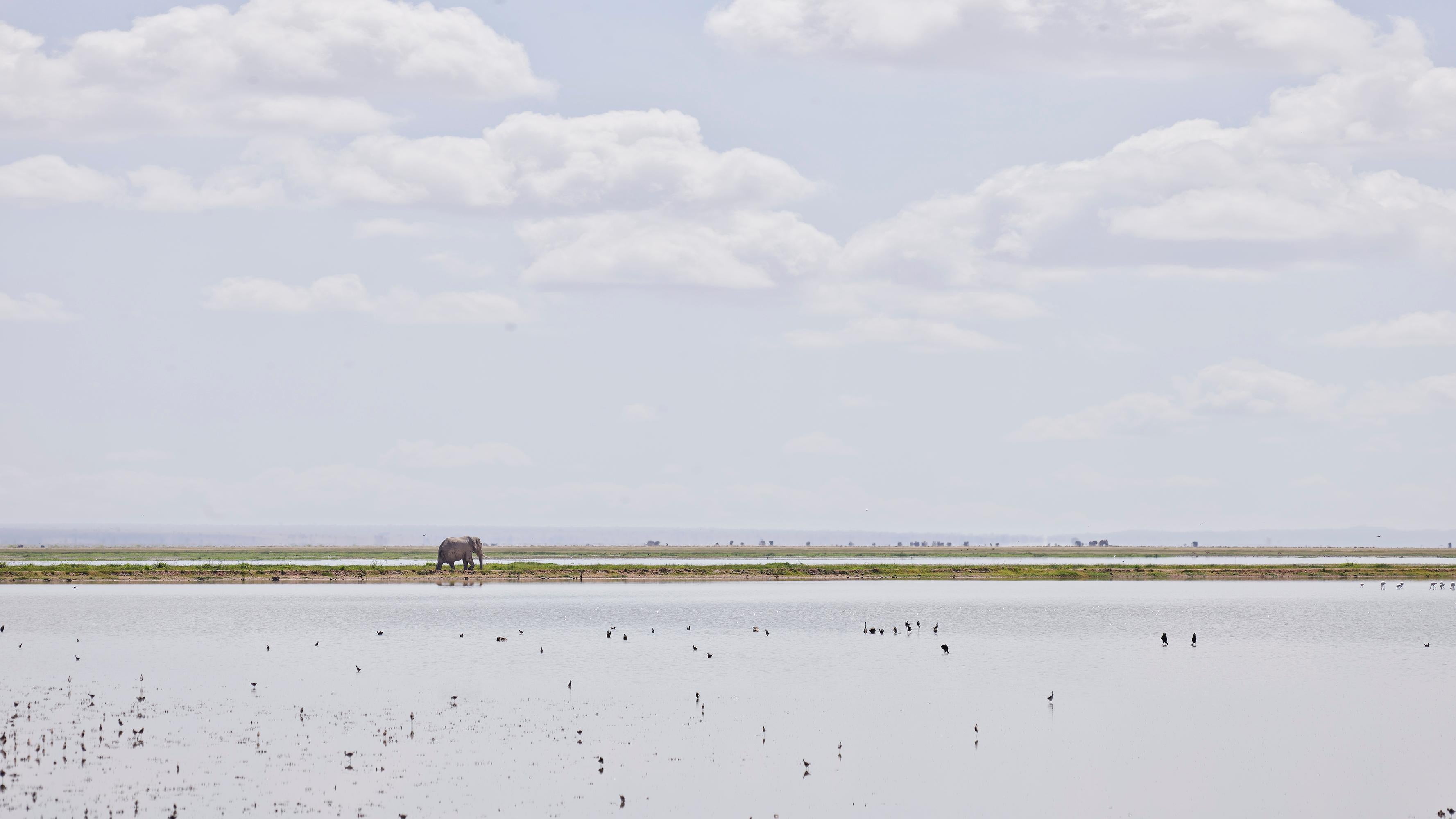 Elefant auf dem Horizont, Amboseli, Kenya