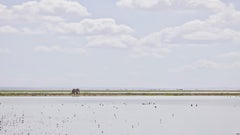 Elephant on the Horizon, Amboseli, Kenya