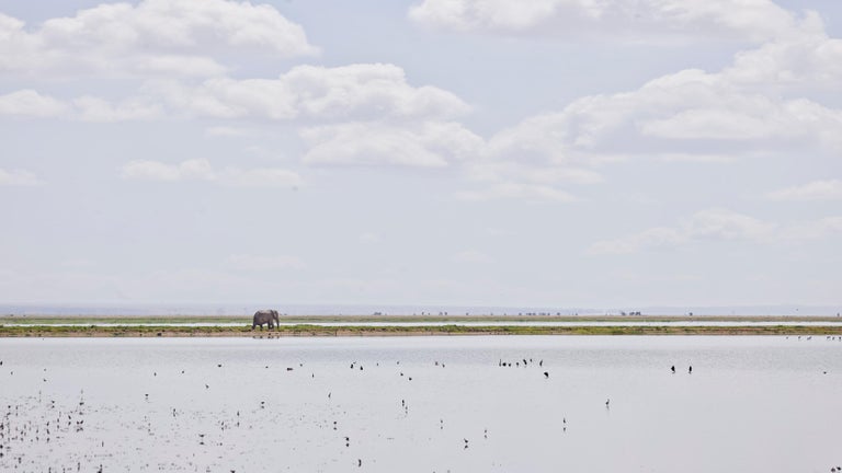 David Burdeny Color Photograph - Elephant on the Horizon, Amboseli, Kenya