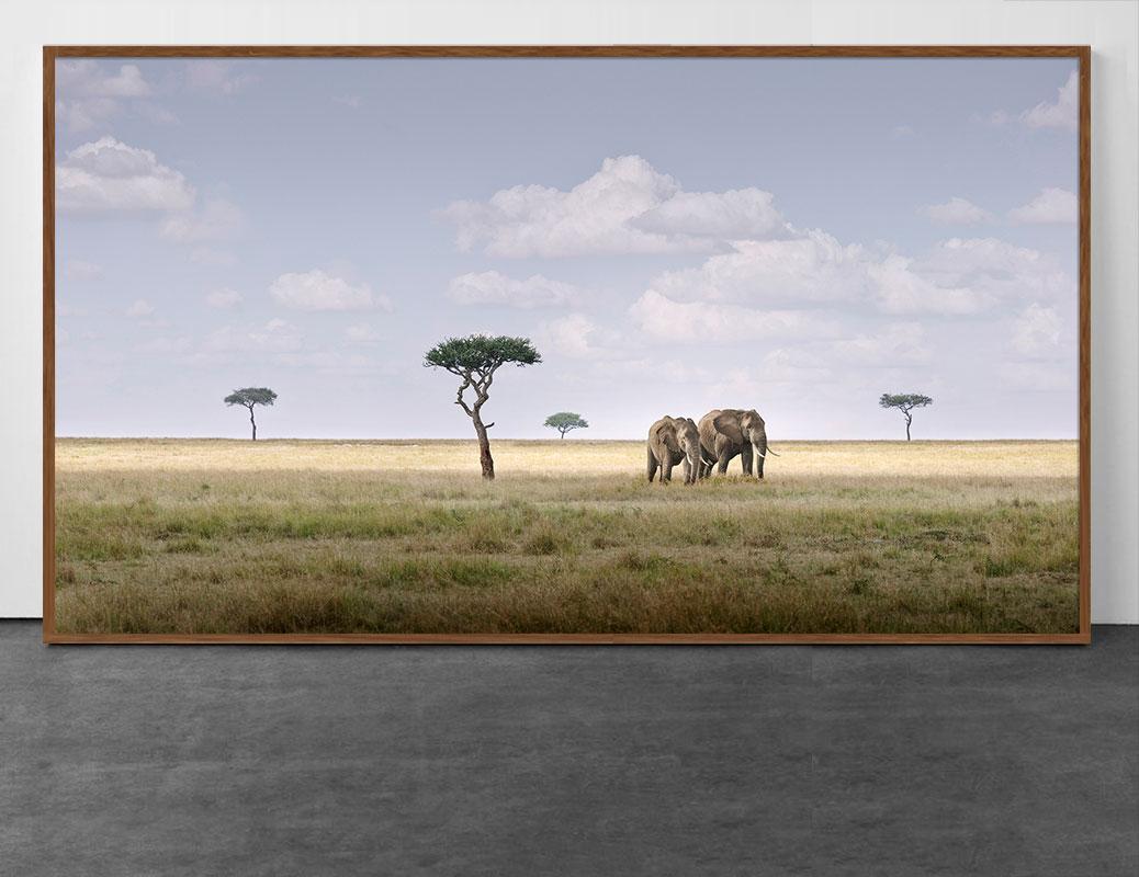 David Burdeny Landscape Photograph - Elephant Pair, Amboseli, Kenya, Africa