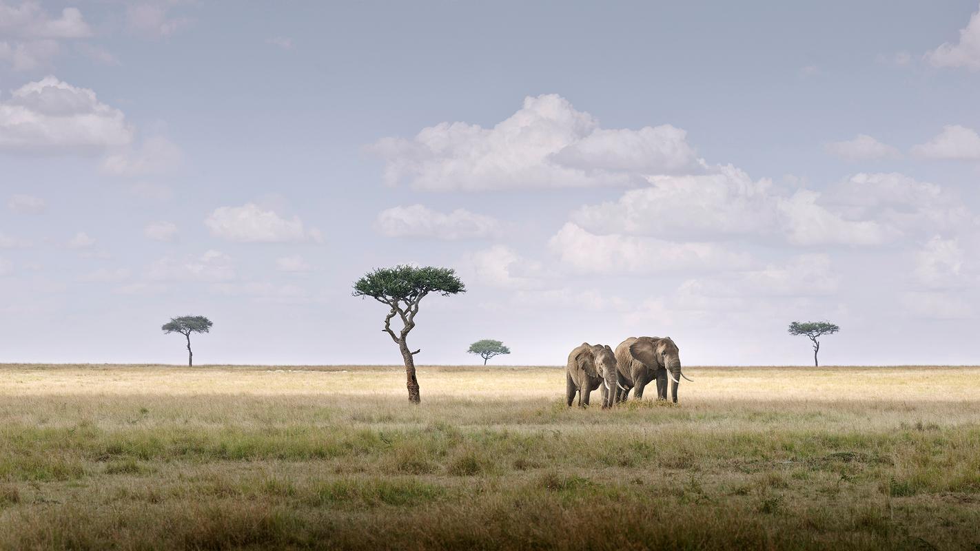 Elephant Pair, Amboseli, Kenya, Africa - Photograph by David Burdeny