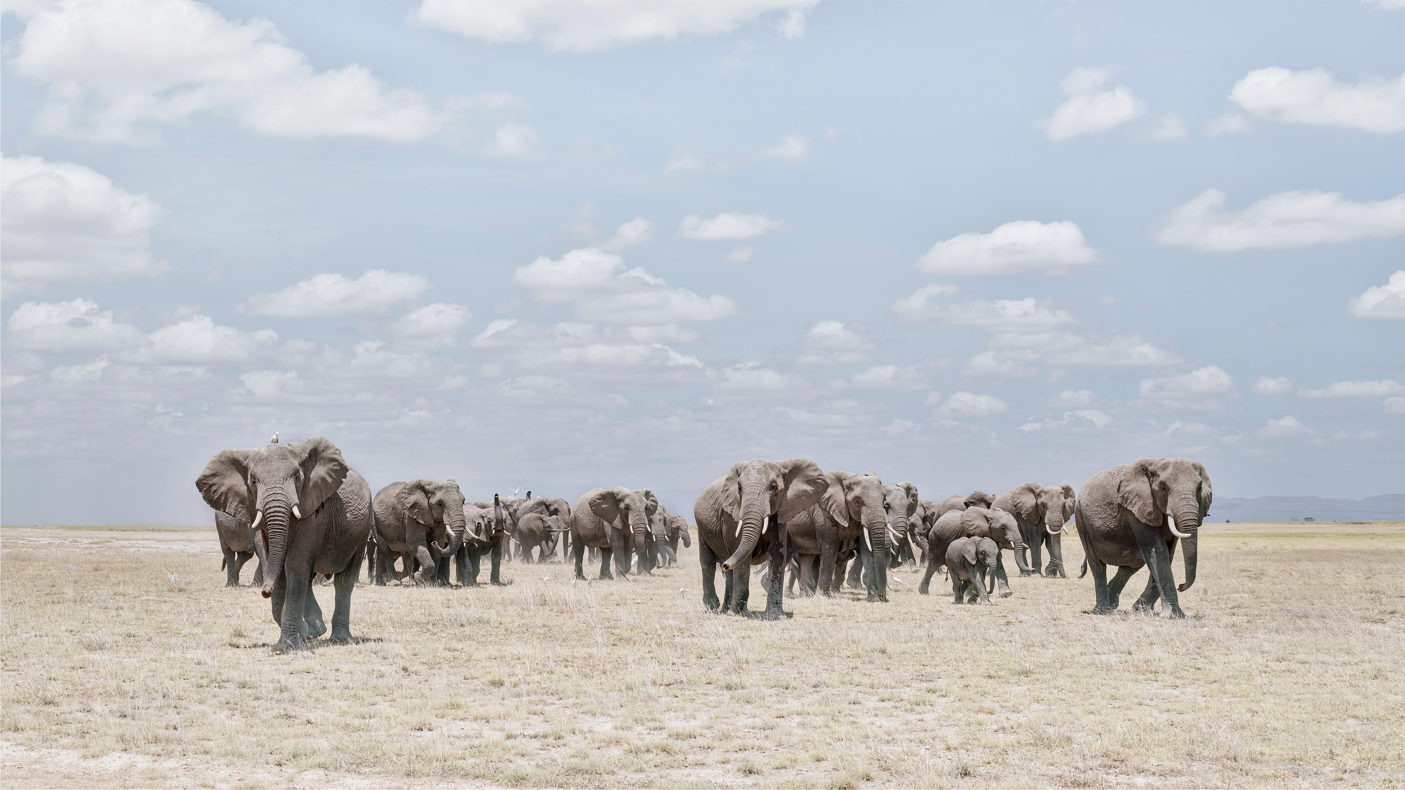 Elfenbeinfarbene Elefanten, die eine staubige Plaine überqueren, Amboseli, Kenya