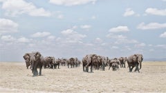Elefanten beim Überqueren des Staubplains, Amboseli, Kenia