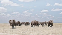 Elephants Crossing Dusty Plain, Amboseli, Kenya