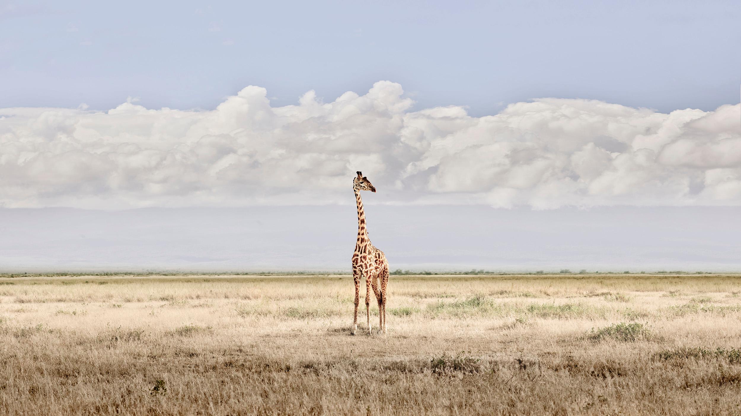 David Burdeny Color Photograph - Head in the Clouds, Amboseli, Kenya