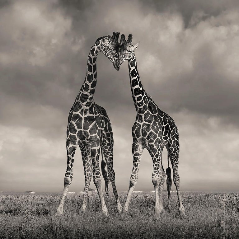 David Burdeny Landscape Photograph - Heads Together, Solio. Kenya