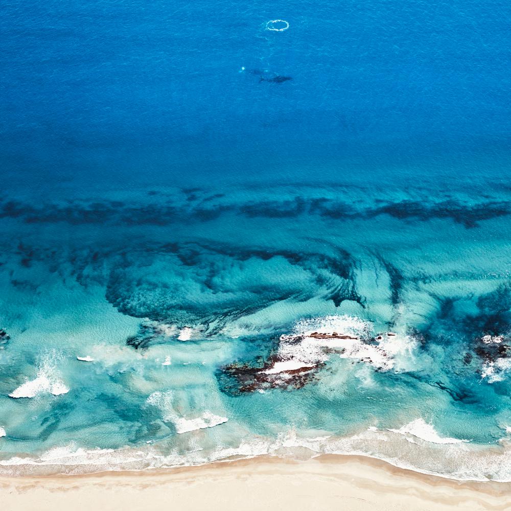 David Burdeny Landscape Photograph - Humpback Whales, Kalbari, Western Australia