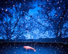 "Koi And Sakura Petals, Kyoto, Japan" Contemporary Photograph on Aluminum Framed