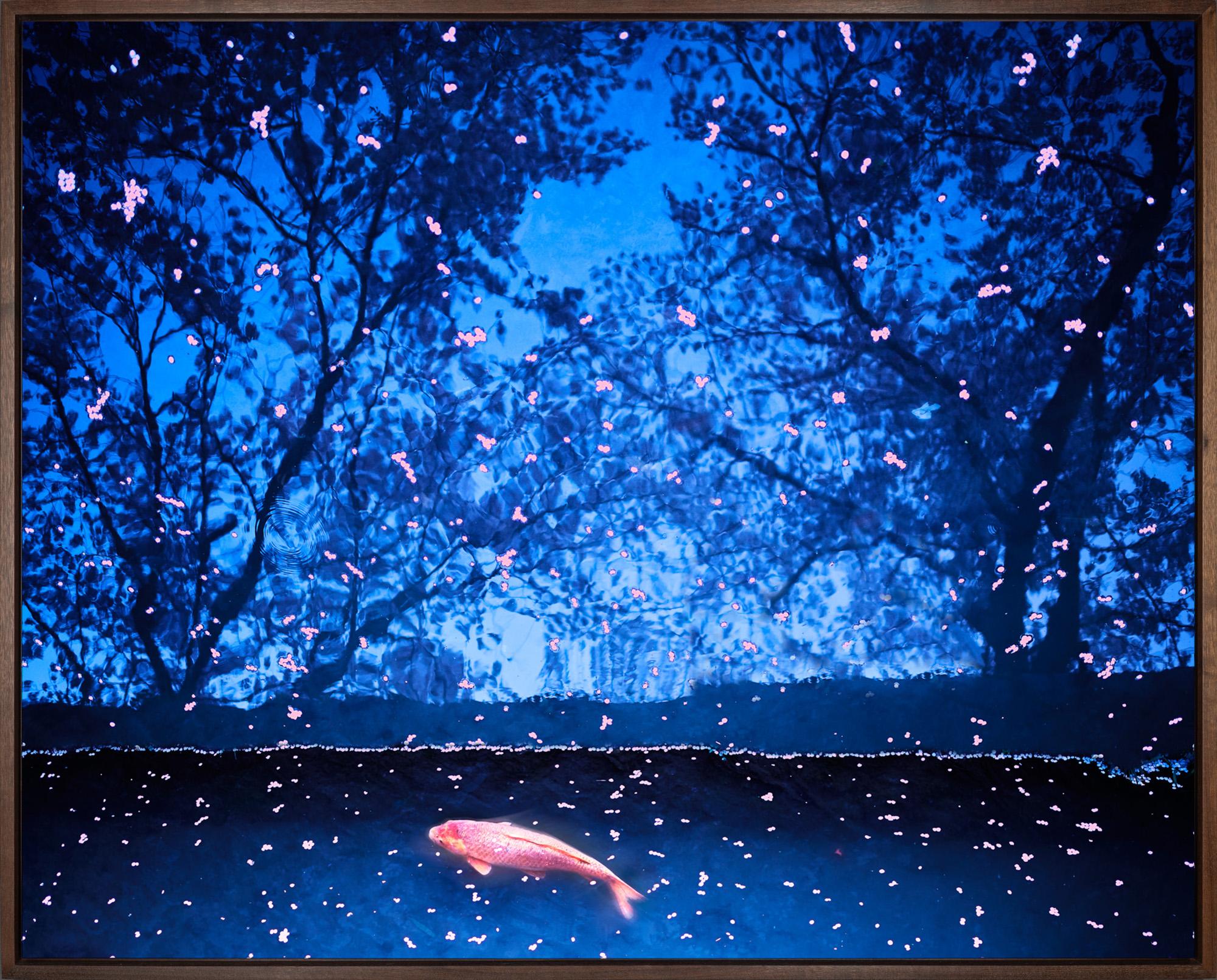 "Koi and Sakura Petals, Kyoto, Japan" is a framed photograph (archival dye infused print on aluminum) by David Burdeny, depicting an overhead view of a stunning pink koi fish in its calm pond. Iconic cherry blossom petals float on the surface as