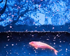 "Koi and Sakura Petals, Kyoto, Japan" Contemporary Framed Photograph on Aluminum